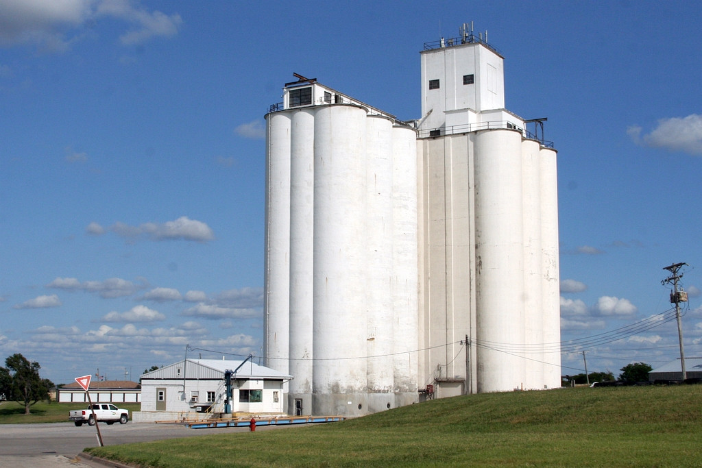 grain plant with scale